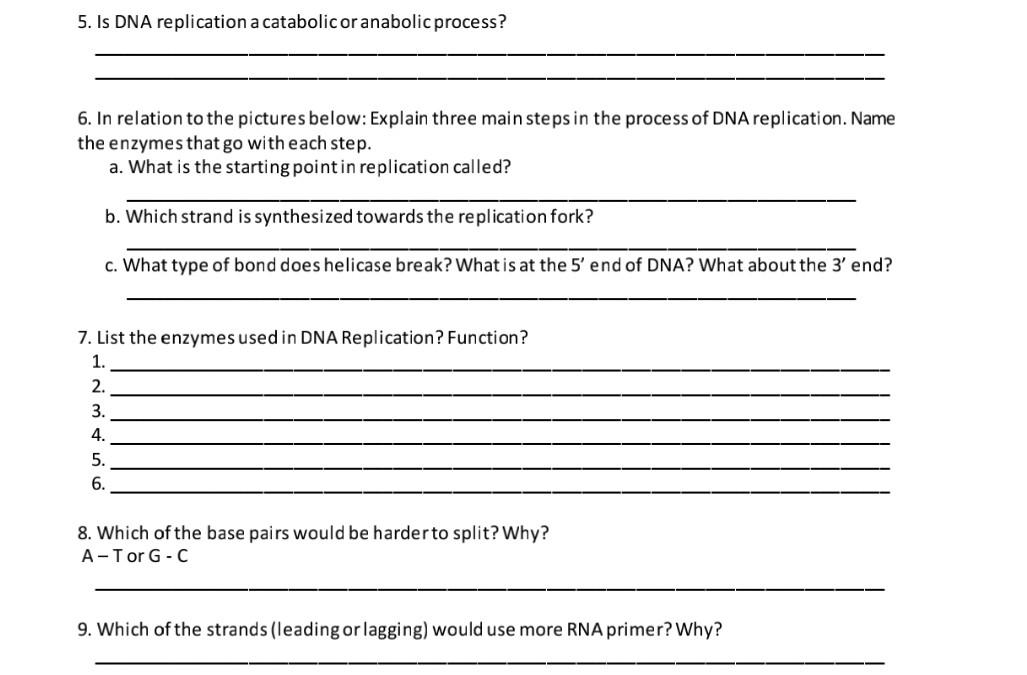is dna replication a catabolic or anabolic process
