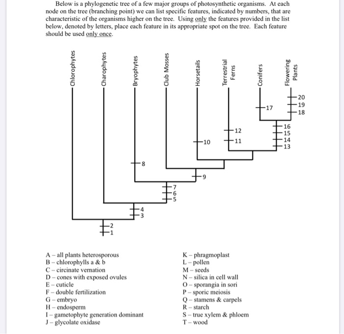 Solved Below is a phylogenetic tree of a few major groups of | Chegg.com