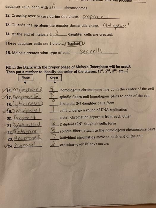 Chromosomes Daughter Cells Each With 10 12 Chegg 