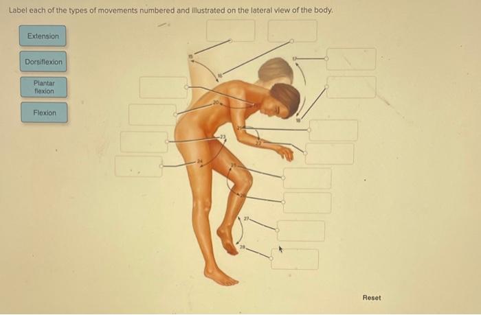 Types Of Body Movements: Plantar Flexion