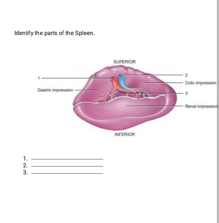 Solved Identify the parts of the Lymph node. 5 5 Germinal | Chegg.com