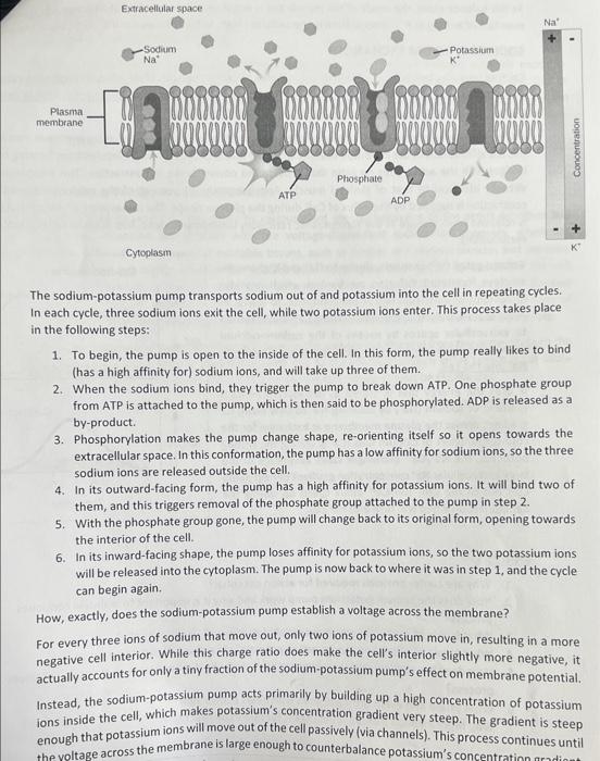 Solved question: How does the sodium potassium pump work and | Chegg.com
