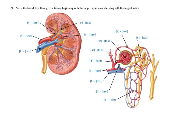 Solved 9. Show the blood flow through the kidney beginning | Chegg.com