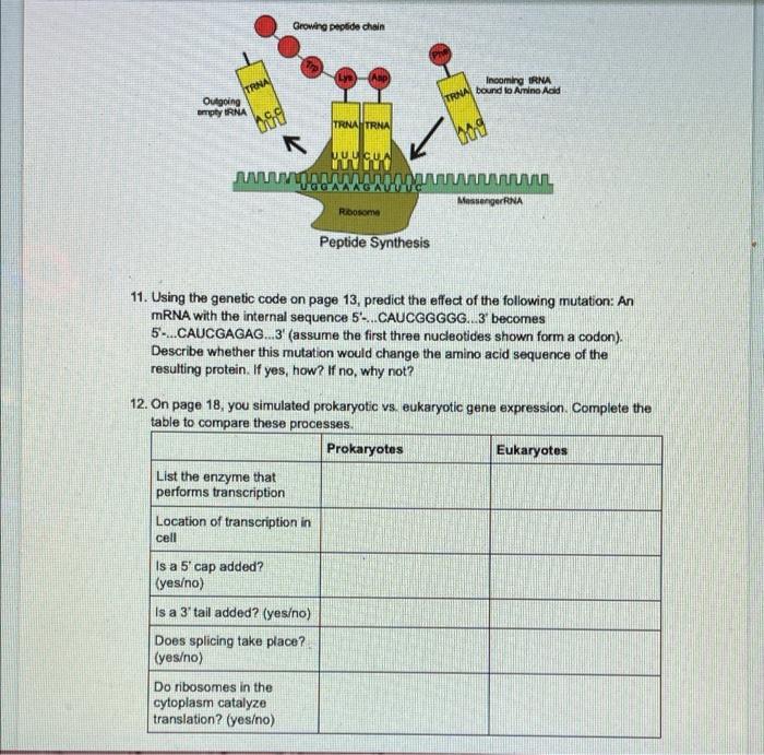 Solved Section 1 How cells make proteins 1. Based on what