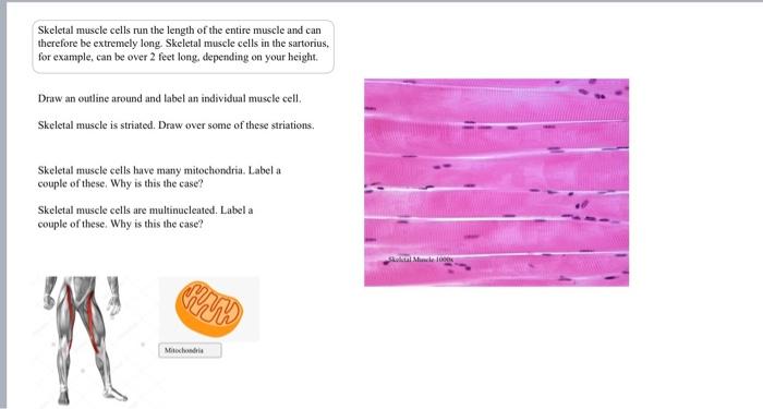 Solved Skeletal muscle cells run the length of the entire | Chegg.com