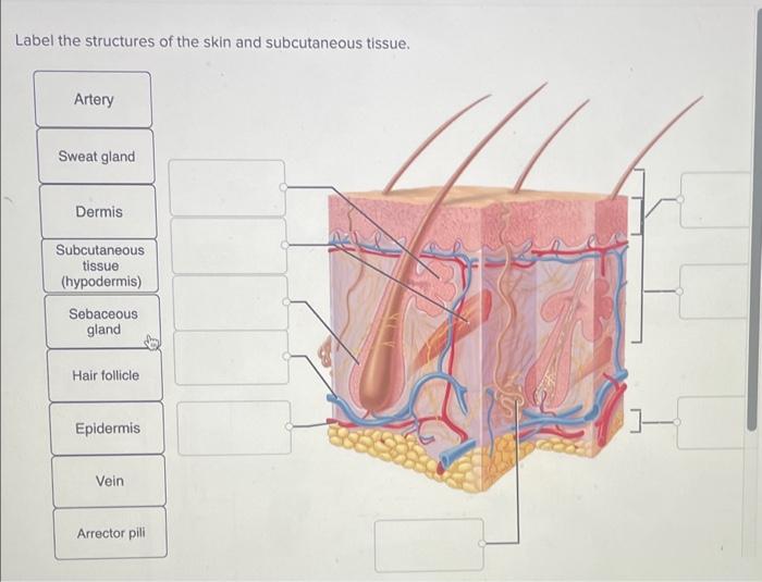 Solved Label the structures of the skin and subcutaneous | Chegg.com