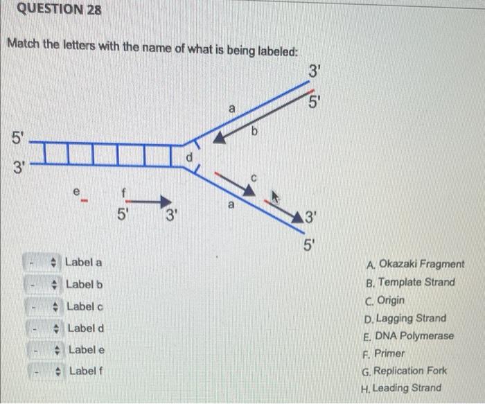 Solved QUESTION 28 Match the letters with the name of what | Chegg.com