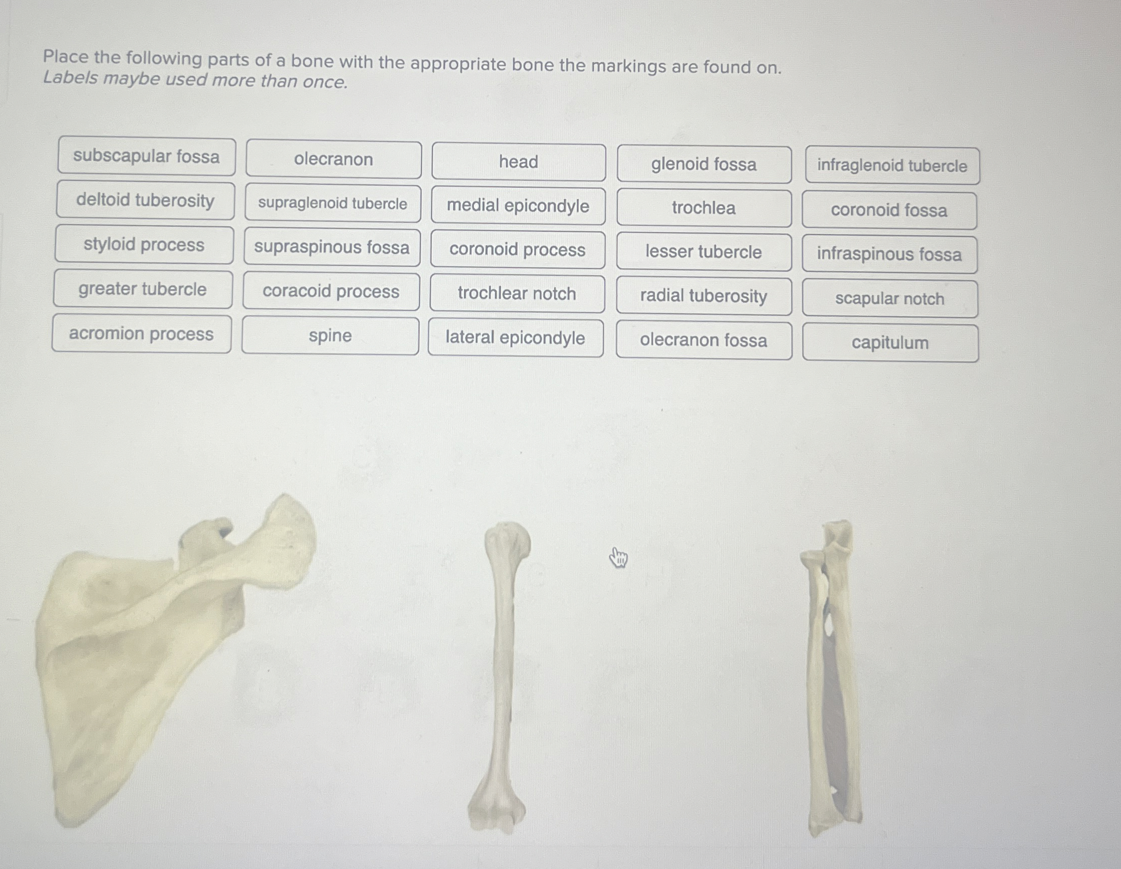 Solved Place the following parts of a bone with the | Chegg.com