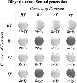 Definition of Crosses Involving Two Or More Genes: The ...