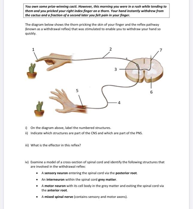 Solved You own some prize-winning cacti. However, this | Chegg.com