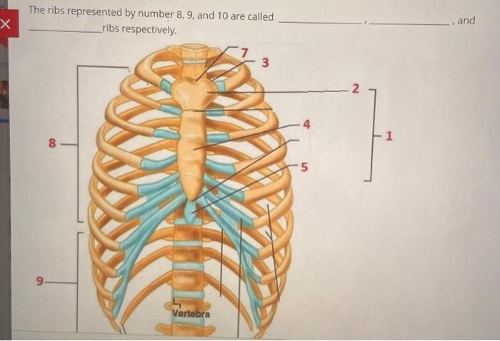 Solved The ribs represented by number 8, 9, and 10 are | Chegg.com