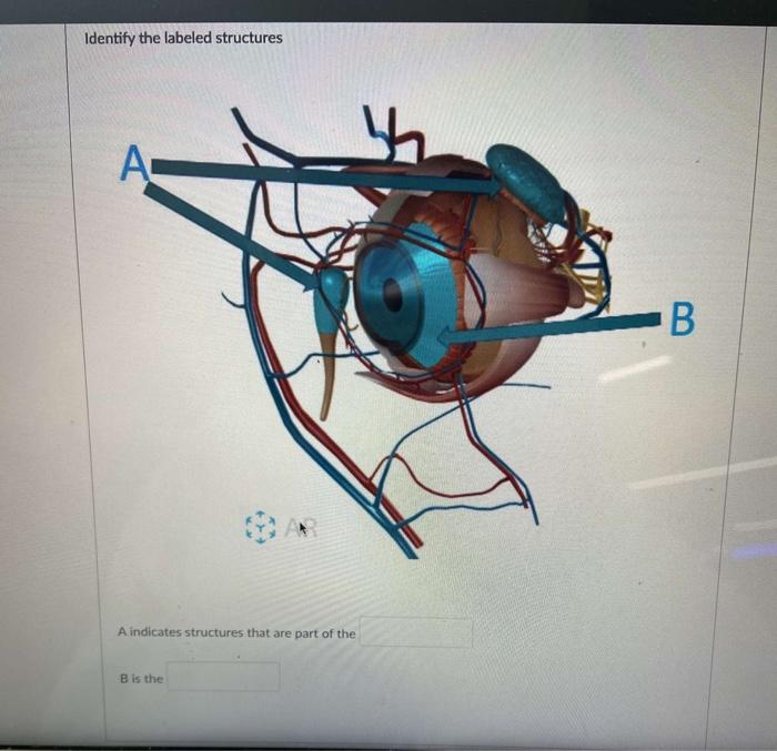 Solved Identify the labeled structures A. A indicates | Chegg.com