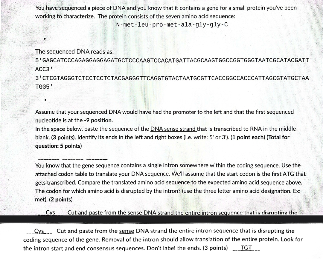 Solved You have sequenced a piece of DNA and you know that | Chegg.com