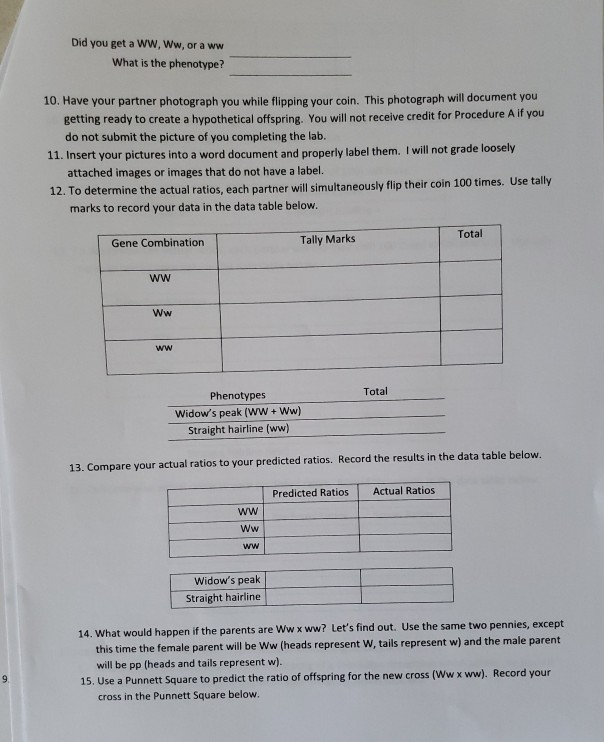 Solved: Procedure A - How Well Does A Punnett Square Predi... | Chegg.com