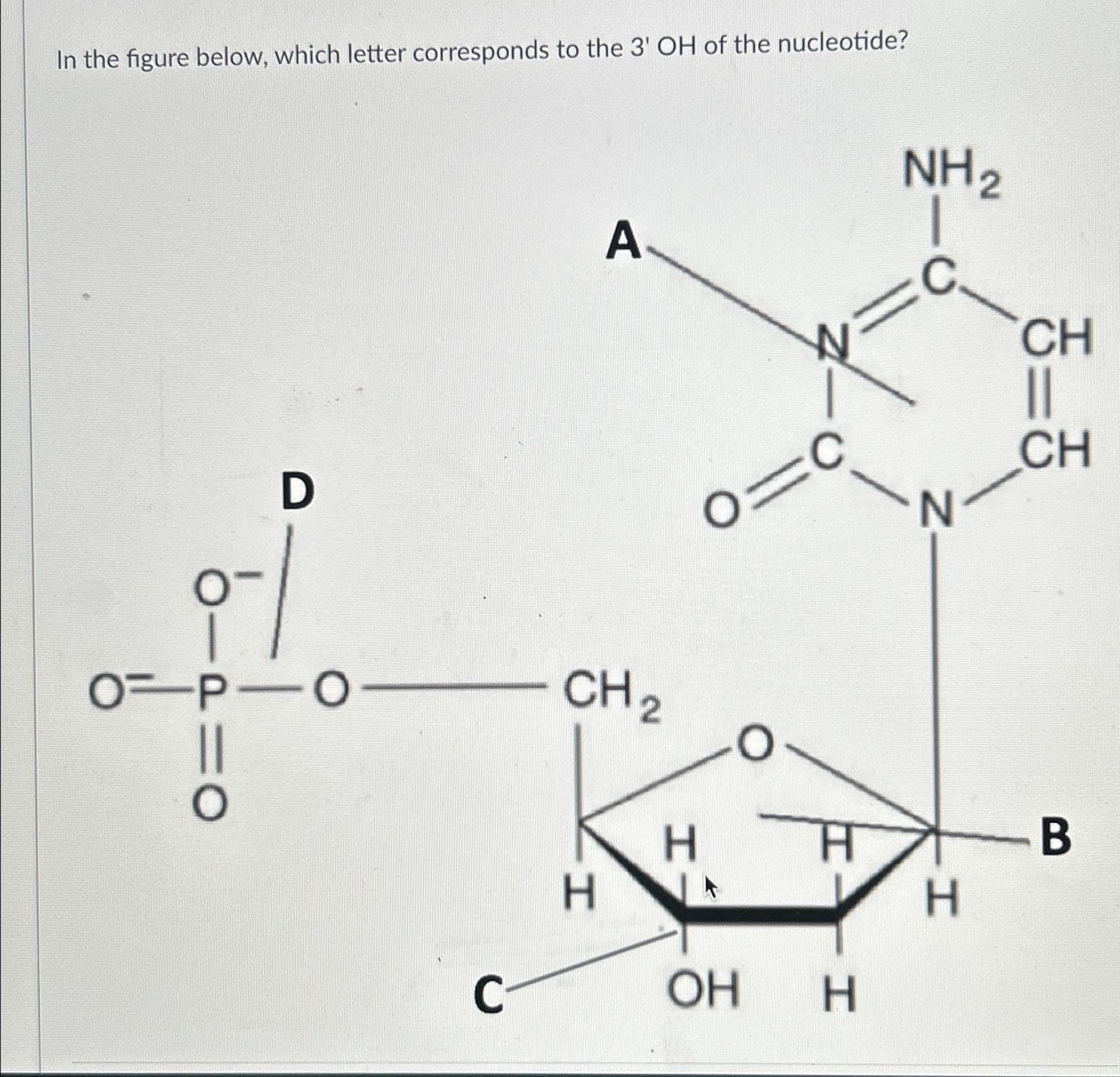 Solved In the figure below, which letter corresponds to the | Chegg.com