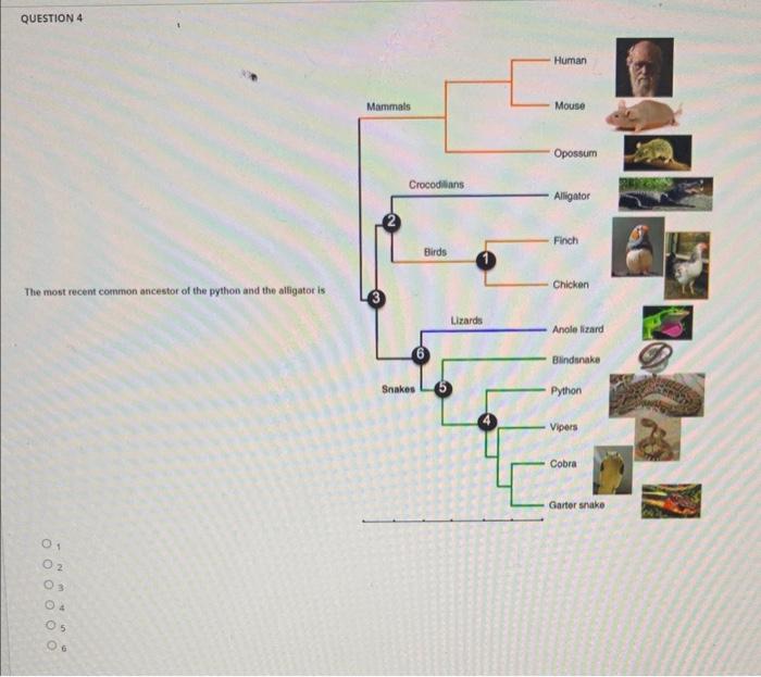 Solved The most recent common ancestor of the python and the | Chegg.com