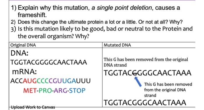 Solved 1) Explain why this mutation, a single point | Chegg.com