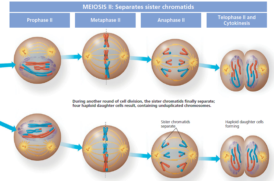 Solved: Review the description of meiosis (see Figure 10.8) and ...