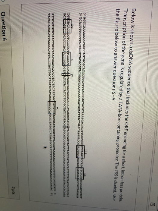 Solved Below is shown a dsDNA sequence that includes the ORF | Chegg.com