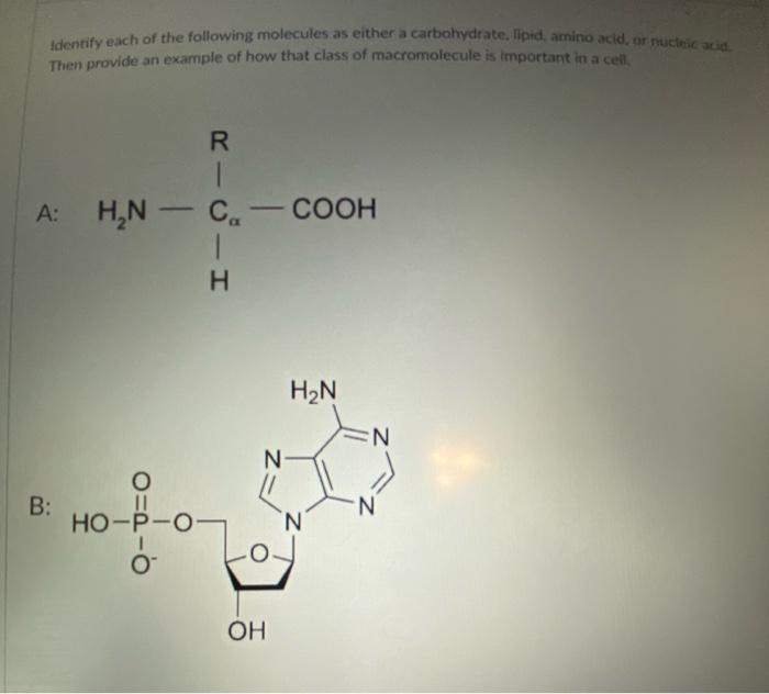 Solved Identify each of the following molecules as either a | Chegg.com