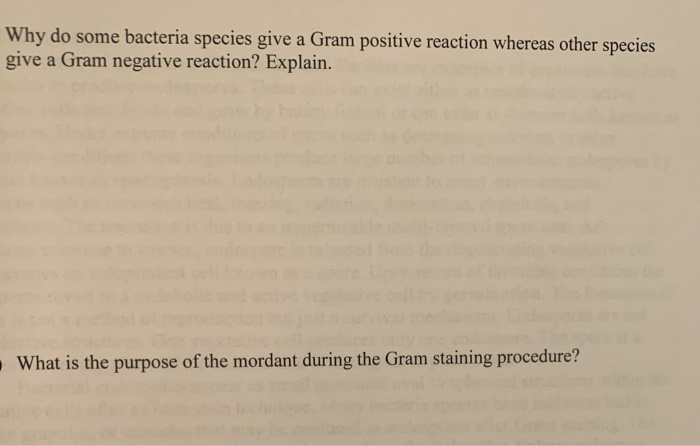 Solved Why do some bacteria species give a Gram positive | Chegg.com
