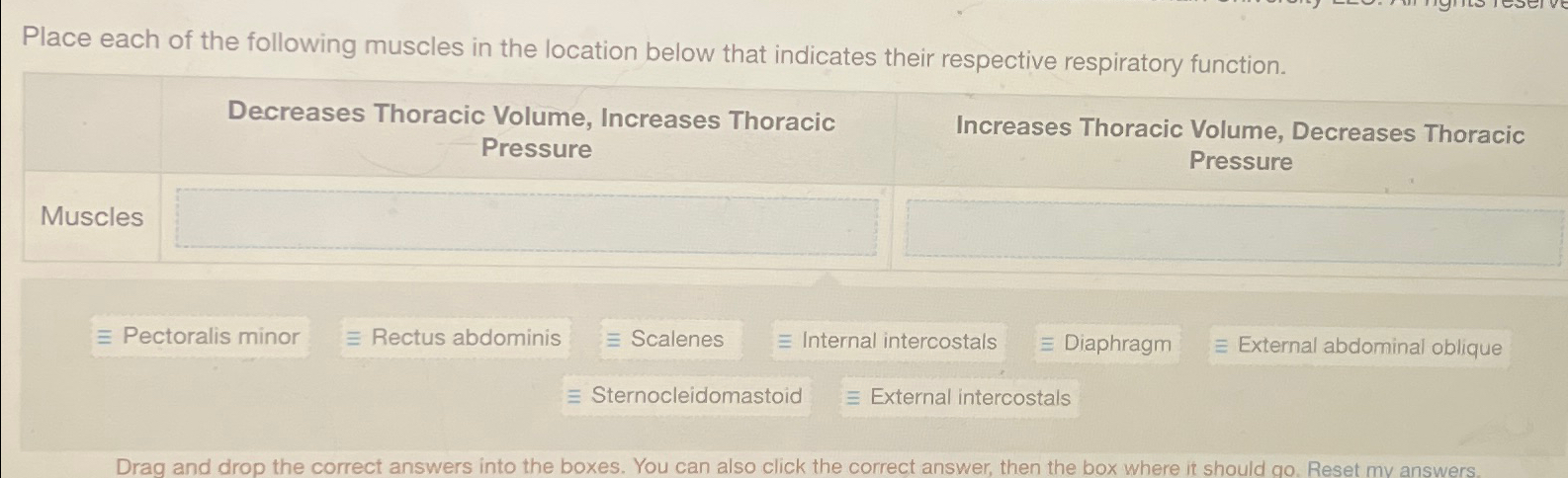 Solved Place each of the following muscles in the location | Chegg.com
