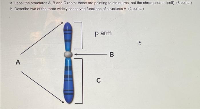 Solved a. Label the structures A, B and C (note: these are | Chegg.com