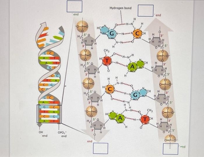 Solved 16. Identify the 5 and 3' ends of the DNA strands on | Chegg.com