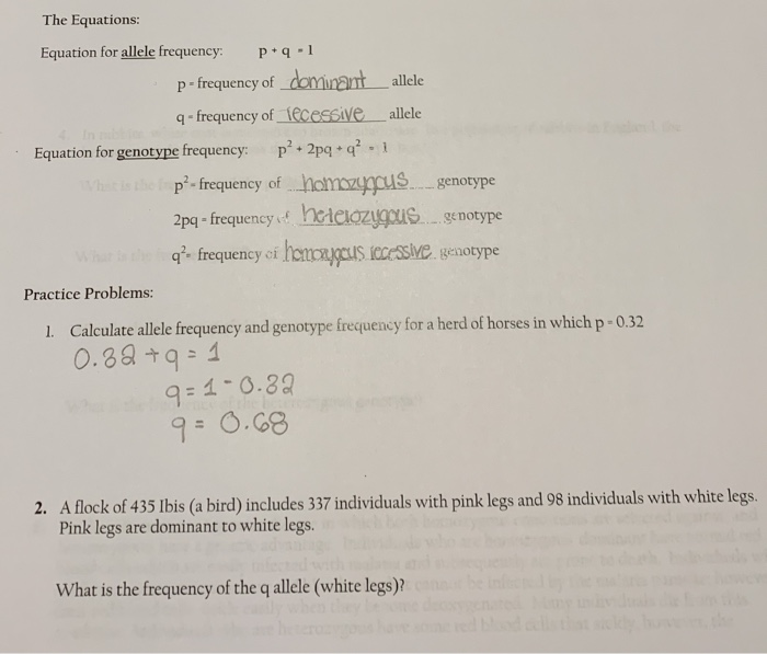 Solved The Equations Equation For Allele Frequency P Q Chegg Com