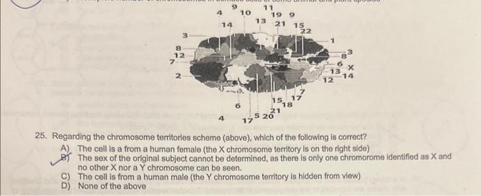 Solved 25. Regarding the chromosome territories scheme | Chegg.com