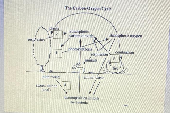Solved Which process shown by the arrows in the diagram is | Chegg.com