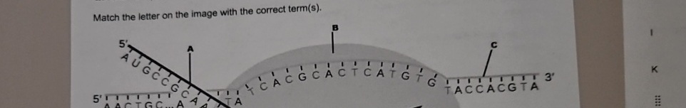 Match the letter on the image with the correct | Chegg.com