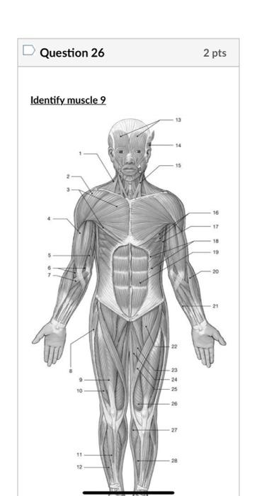 Question 26
2 pts
Identify muscle 9