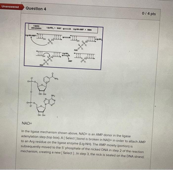 Solved Answer the following questions for the nucleic acid