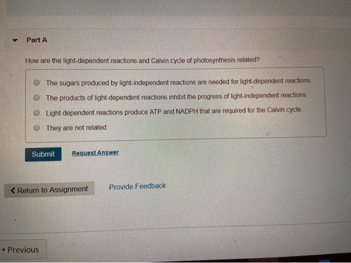 Do The Light Reactions Of Photosynthesis Depend On The Calvin Cycle