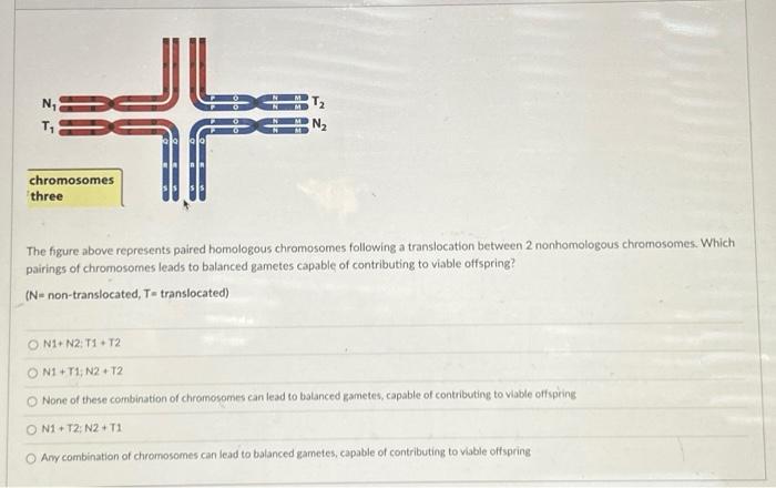 Solved The figure above represents paired homologous | Chegg.com