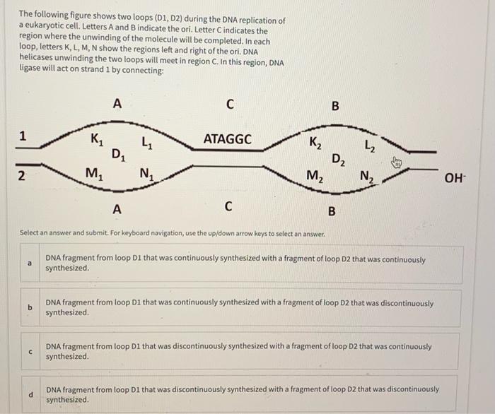 Solved The following figure shows two loops (D1, D2) during | Chegg.com