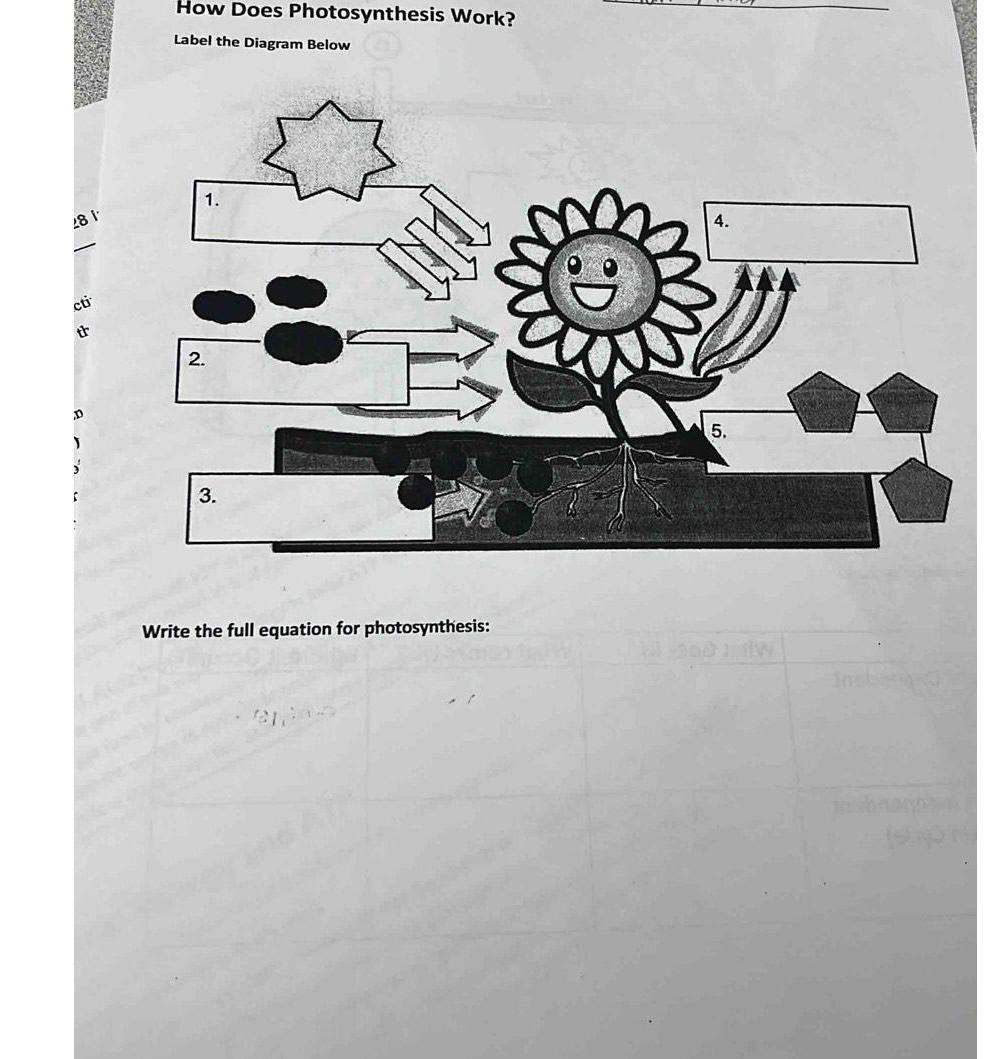 Solved How Does Photosynthesis Work?Label the Diagram