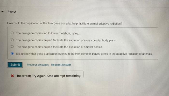 Solved Part A How could the duplication of the Hox gene | Chegg.com