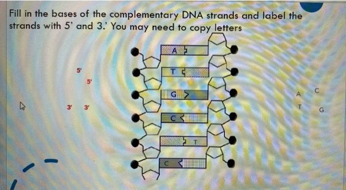 Solved Fill in the bases of the complementary DNA strands | Chegg.com
