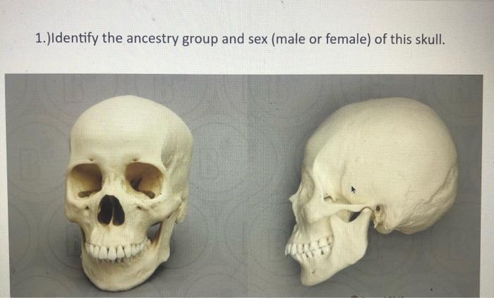 Solved 1 Identify the ancestry group and sex male or Chegg com 