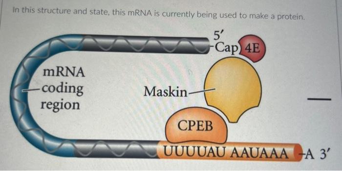 Solved In this structure and state, this mRNA is currently | Chegg.com