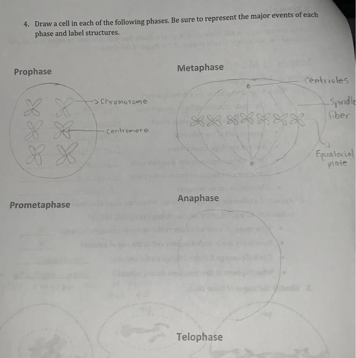 Solved 4. Draw a cell in each of the following phases. Be | Chegg.com