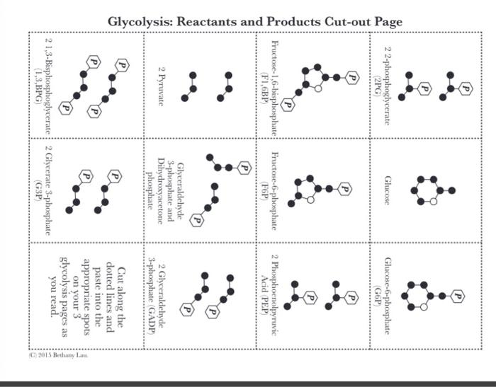 Solved Glycolysis Reactants and Products Cutout Page