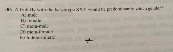 30. A fruit fly with the karyotype XXY would be predominantly which gender?
A) male
B) female
C) meta-male
D) meta-female
E) 