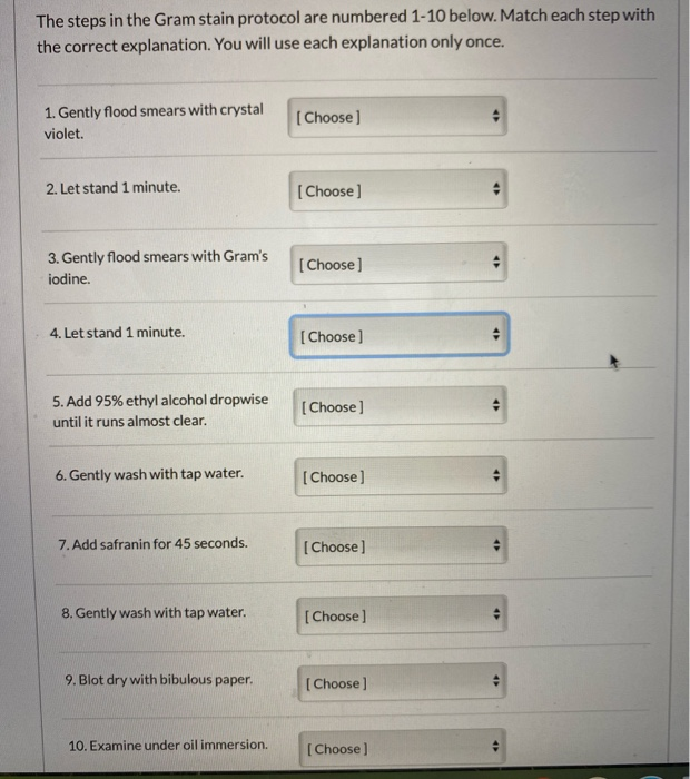 Solved The steps in the Gram stain protocol are numbered | Chegg.com