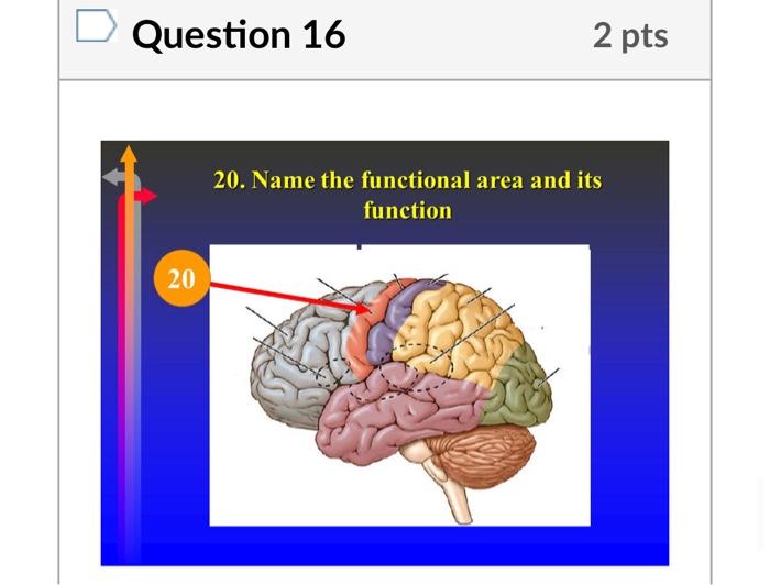 Solved Question 16 2 pts 20. Name the functional area and | Chegg.com