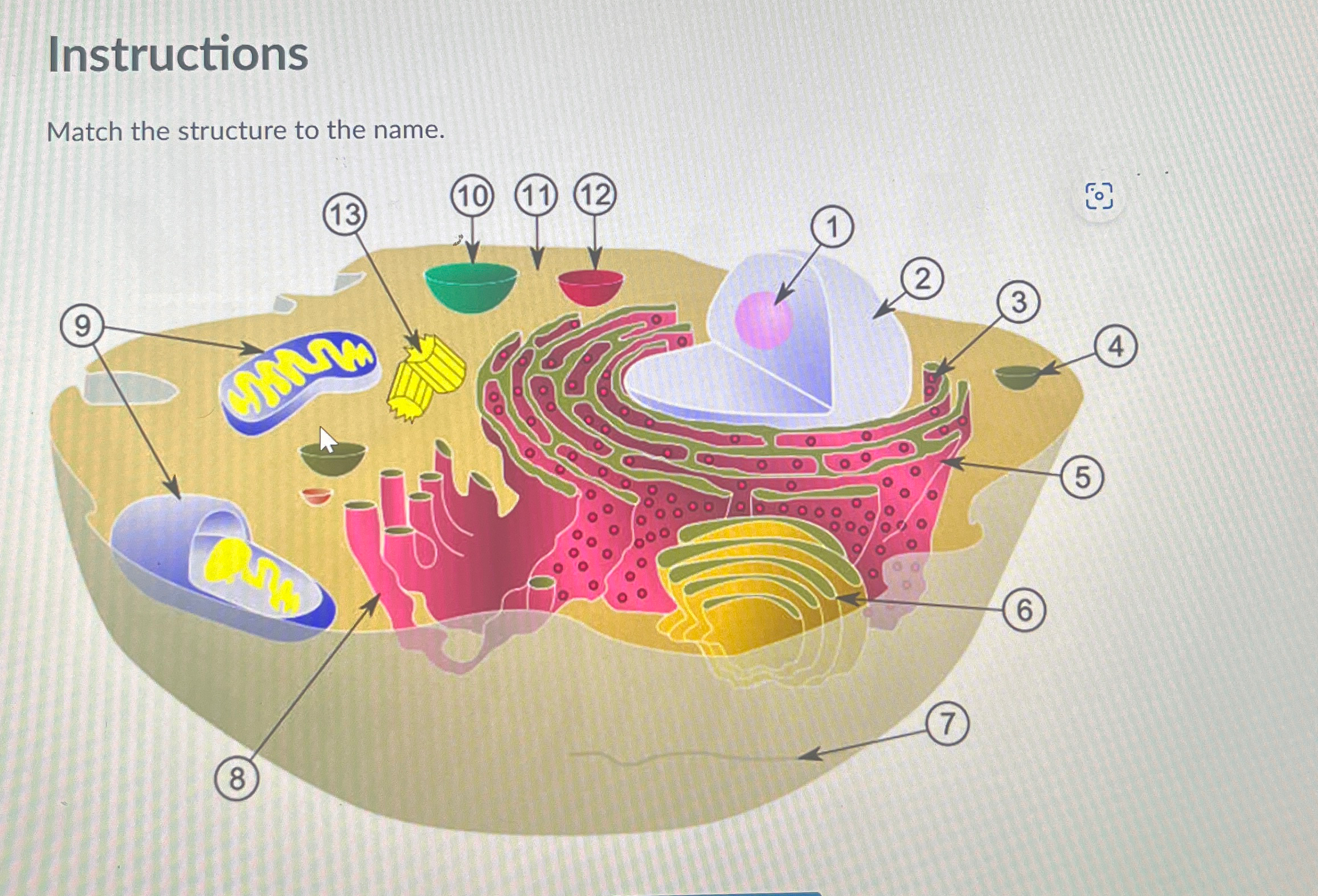 Solved InstructionsMatch the structure to the name. | Chegg.com