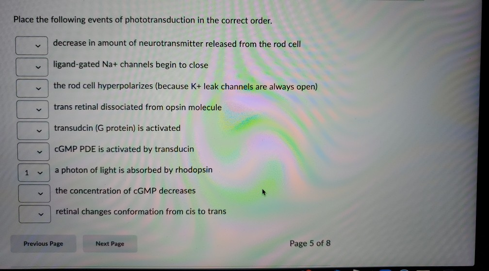 Solved Place The Following Events Of Phototransduction In Chegg Com