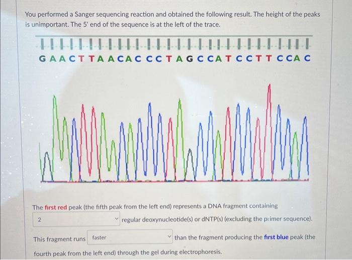 Solved You performed a Sanger sequencing reaction and | Chegg.com